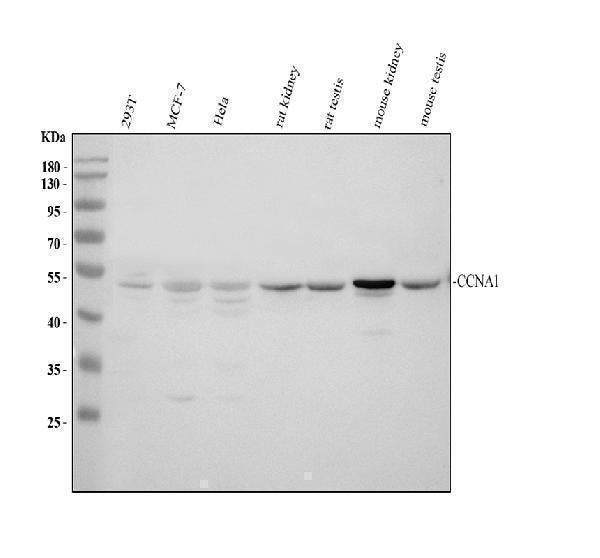 Anti-Cyclin A1/CCNA1 Antibody Picoband®