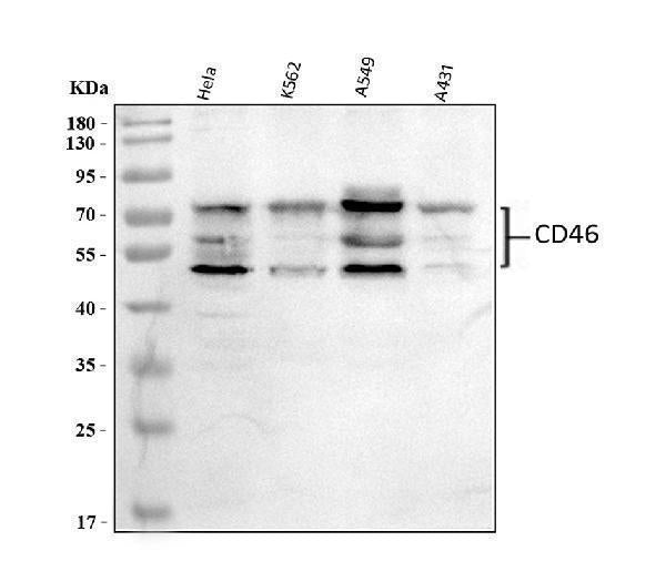 Anti-CD46 Antibody Picoband®