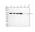 Anti-Cdc25B Antibody Picoband®