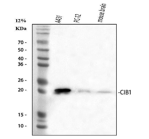 Anti-CIB1 Antibody Picoband®