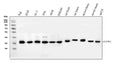 Anti-JAB1/COPS5 Antibody Picoband®