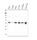 Anti-Cystathionase/CTH Antibody Picoband®