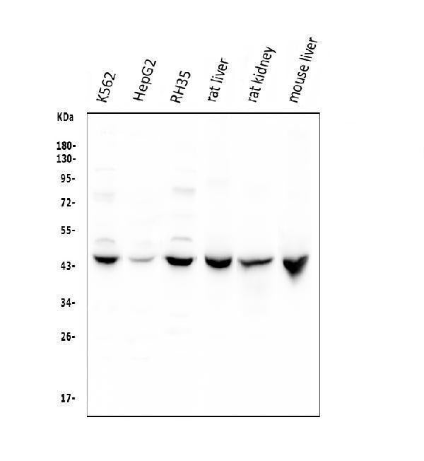 Anti-Cystathionase/CTH Antibody Picoband®