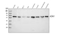 Anti-ICA1 Antibody Picoband®