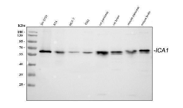 Anti-ICA1 Antibody Picoband®