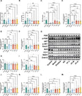 Anti-NQO1 Antibody Picoband®
