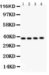 Anti-PINX1 Antibody Picoband®
