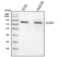 Anti-Scavenging Receptor SR-BI/SCARB1 Antibody Picoband®
