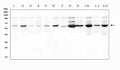 Anti-SLC19A1 Antibody Picoband®