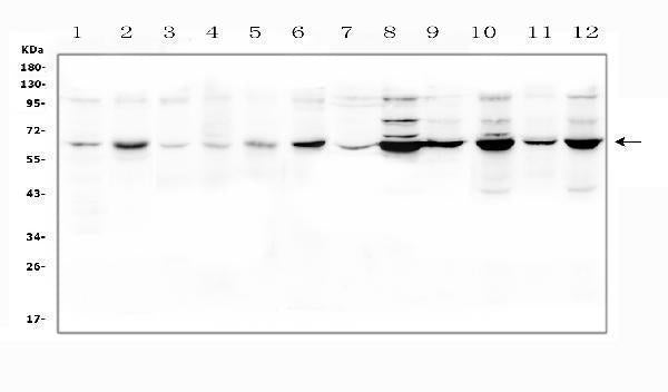 Anti-SLC19A1 Antibody Picoband®
