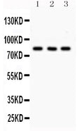 Anti-SP3 Antibody Picoband®