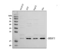 Anti-SFRS3/SRSF3 Antibody Picoband®