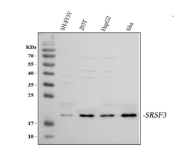 Anti-SFRS3/SRSF3 Antibody Picoband®