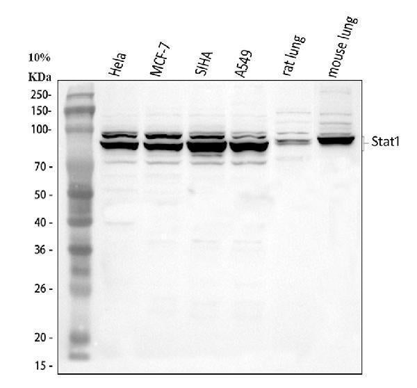 Anti-STAT1 Antibody Picoband®
