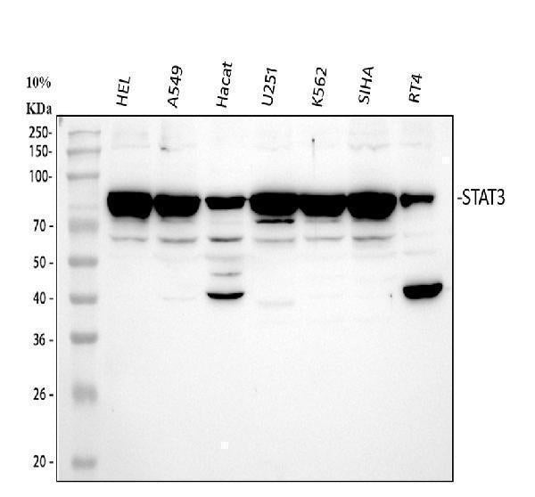 Anti-STAT3 Antibody Picoband®