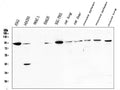 Anti-STAT5b Antibody Picoband®