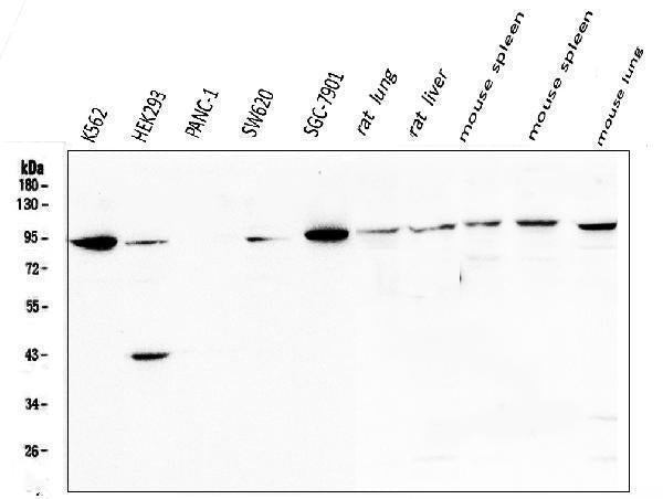 Anti-STAT5b Antibody Picoband®