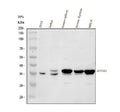 Anti-TMEM173 Antibody Picoband®