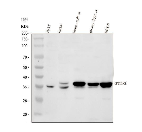 Anti-TMEM173 Antibody Picoband®