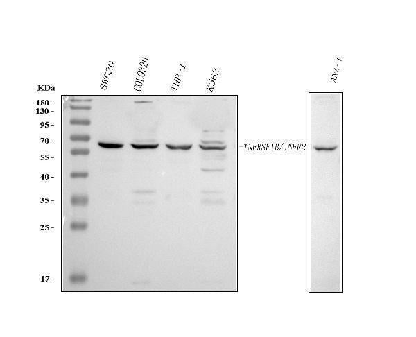 Anti-TNF Receptor II/TNFRSF1B Antibody Picoband®