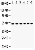 Anti-ULK3 Antibody Picoband®