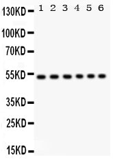 Anti-ULK3 Antibody Picoband®