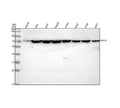 Anti-Ku70/XRCC6 Antibody Picoband®