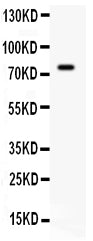 Anti-IL7 Antibody Picoband®