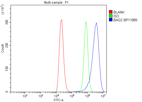 Anti-BAG2 Antibody Picoband®