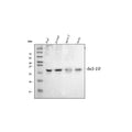 Anti-Bcl10 Antibody Picoband®