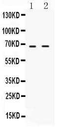 Anti-cIAP2/BIRC3 Antibody Picoband®