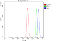 Anti-Carbonic Anhydrase I/CA1 Antibody Picoband®