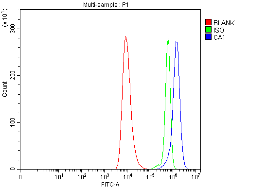Anti-Carbonic Anhydrase I/CA1 Antibody Picoband®