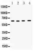Anti-Cdc6 Antibody Picoband®