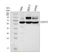 Anti-HRPT2/CDC73 Antibody Picoband®