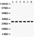 Anti-CDK1 Antibody Picoband®