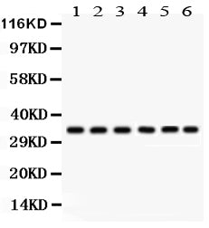 Anti-CDK1 Antibody Picoband®