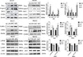Anti-Cdk2 Antibody Picoband®