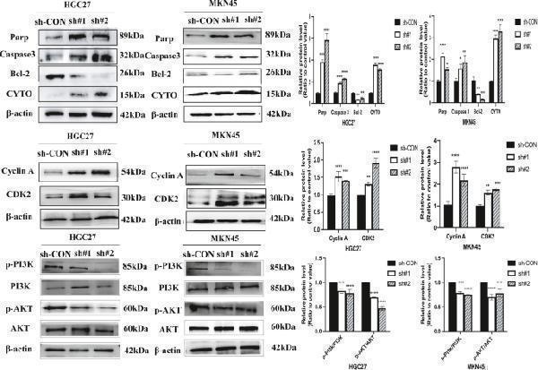 Anti-Cdk2 Antibody Picoband®