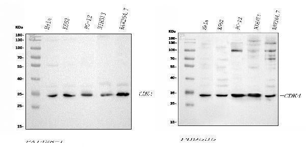 Anti-Cdk4 Antibody Picoband®