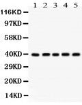 Anti-Cdk7 Antibody Picoband®