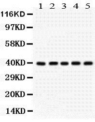 Anti-Cdk7 Antibody Picoband®