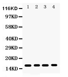 Anti-CENPA Antibody Picoband®
