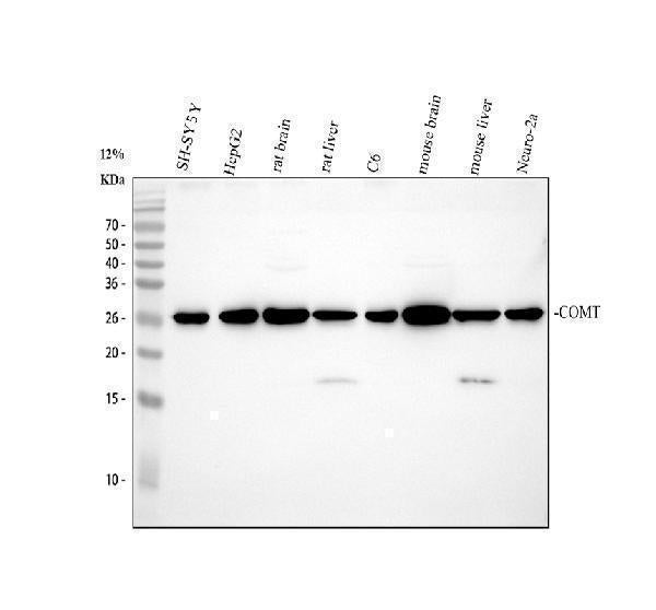 Anti-COMT Antibody Picoband®