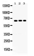 Anti-Cryptochrome I/CRY1 Antibody Picoband®