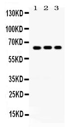 Anti-Cryptochrome I/CRY1 Antibody Picoband®