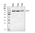 Anti-Cullin 1/CUL1 Antibody Picoband®