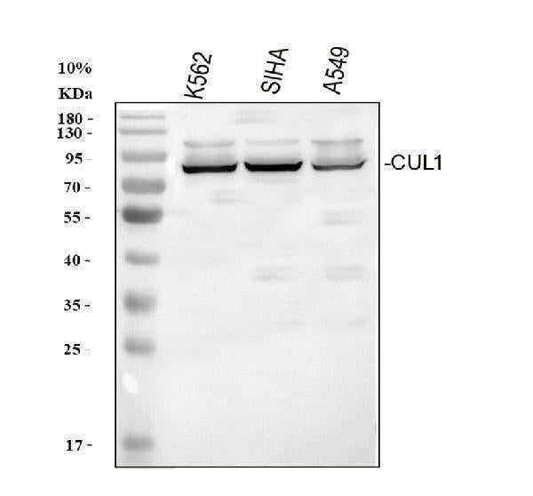 Anti-Cullin 1/CUL1 Antibody Picoband®