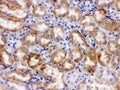 Anti-Cytochrome P450 1A1/CYP1A1 Antibody Picoband®