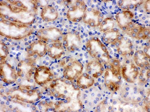 Anti-Cytochrome P450 1A1/CYP1A1 Antibody Picoband®